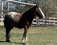 black-gypsy-vanner-gelding