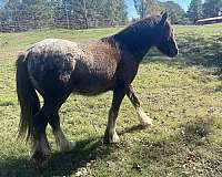 black-gvhs-gelding