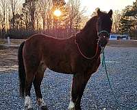 chestnut-appaloosa-with-white-blanket-spots-horse