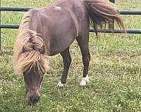 light-sorrel-with-a-flaxen-mane-tail-4-white-socks-horse