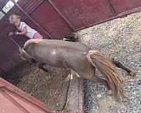 sorrel-light-with-a-flaxen-mane-tail-4-white-socks-horse