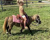 chestnut-appaloosa-with-white-blanket-spots-horse