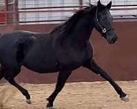 breeding-saddlebred-horse