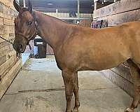 quarter-horse-mare