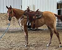 quarter-horse-for-sale