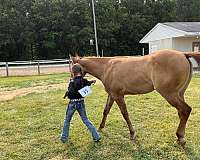 dun-red-dun-barrel-racing-horse