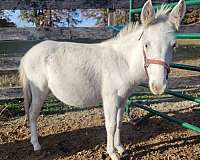 mule-gelding