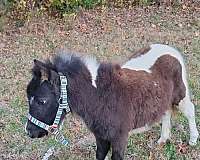 standing-miniature-horse