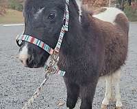 mini-colt-horse