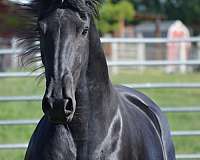 friesian-in-washington-state-horse