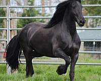 vets-friesian-horse