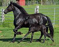 washington-state-friesian-horse