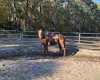 red-mare-quarter-horse