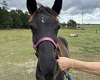 ring-rocky-mountain-horse