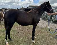 show-ring-rocky-mountain-horse