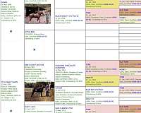 sired-rocky-mountain-horse