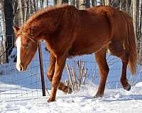 morgan-welsh-pony