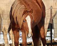 adults-welsh-pony