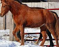 awards-welsh-pony
