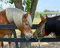 husband-horse-haflinger