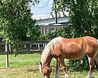 kids-horse-haflinger