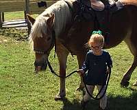 chestnut-flaxen-mane-tail-horse