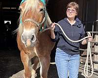 safe-haflinger-horse