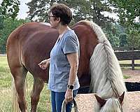 experienced-haflinger-horse