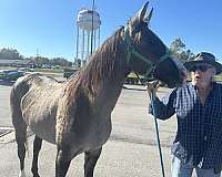 beautiful-mare-rocky-mountain-horse