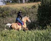 all-around-half-arabian-horse