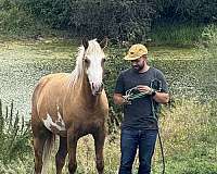 started-under-saddle-half-arabian-horse