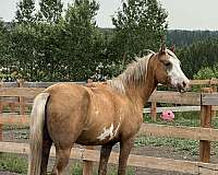 trail-half-arabian-horse