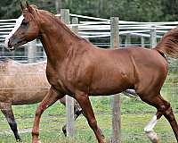 working-equitation-half-arabian-horse