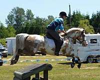 palomino-half-arabian-mare