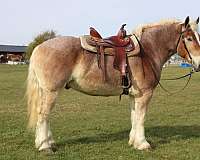 roan-white-strip-legs-horse