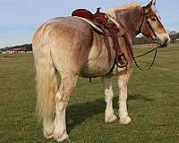 athletic-draft-horse