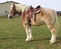 all-around-draft-horse