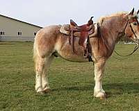 driving-draft-horse