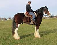 chocolate-clydesdale-for-sale