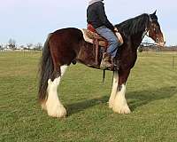 chocolate-clydesdale-gelding