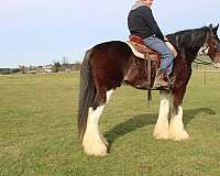 chocolate-clydesdale-horse