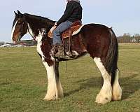 athletic-clydesdale-horse