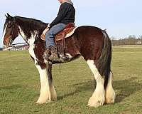 white-strip-legs-horse