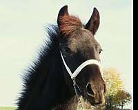 great-health-friesian-horse