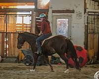 mounted-shooting-quarter-horse