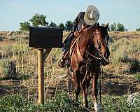 western-quarter-horse