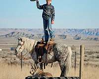 trail-riding-pony