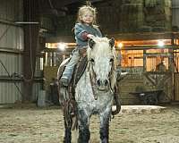 grey-pony-gelding