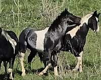 a-tru-rolex-stallion