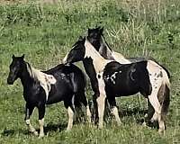 gay-stallion